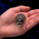 The monkey skull.